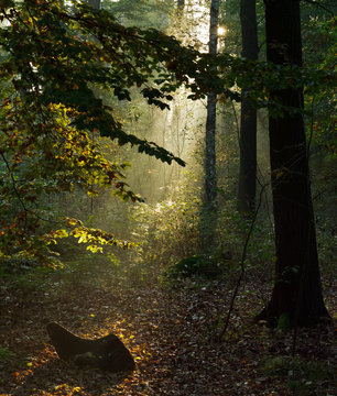 Forest Morning, Gorinsee, Brandenburg, Germany