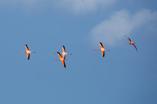 Fototapeta Flamingos fliegen in der Karibik (Curacao)