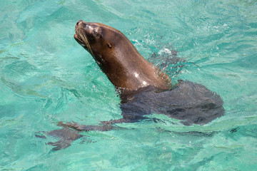 Seel&ouml;we im Sprung