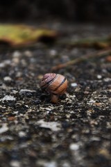 Petit escargot des jardins
