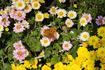 Obraz premium flower