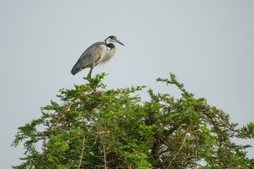 Ardea cinerea on top of a tree