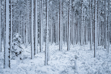 First snow is snowing at winter evening in forest Finland