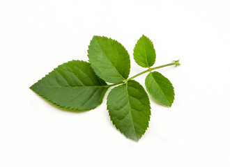 Green leaf of rose on white background