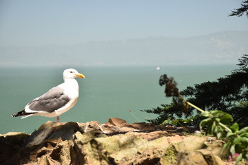 Fototapeta na wymiar Seagull of Alcatraz