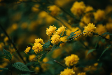 Summer yellow flowers, vintage hipster dark background