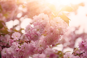 Fresh pink flowers of sakura growing in the garden, natural spring outdoor background with sun shining and copy space
