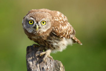 The little owl (Athene noctua) sitting on the dry branch,portrait