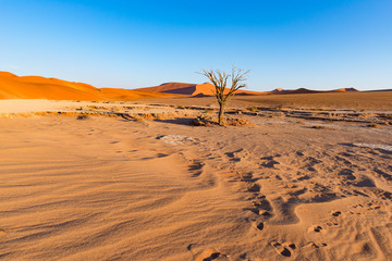 Sossusvlei Namibia, scenic clay salt flat with braided Acacia trees and majestic sand dunes. Namib Naukluft National Park, travel destination in Africa