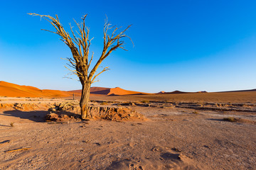 Sossusvlei Namibia, scenic clay salt flat with braided Acacia trees and majestic sand dunes. Namib Naukluft National Park, travel destination in Africa