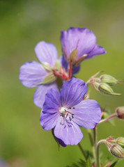 Fototapeta na wymiar Blühende violet geranium wallichianum Blume