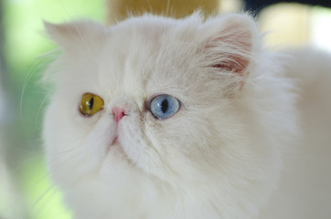 Close-up White persian cats have blue eyes and orange eyes.