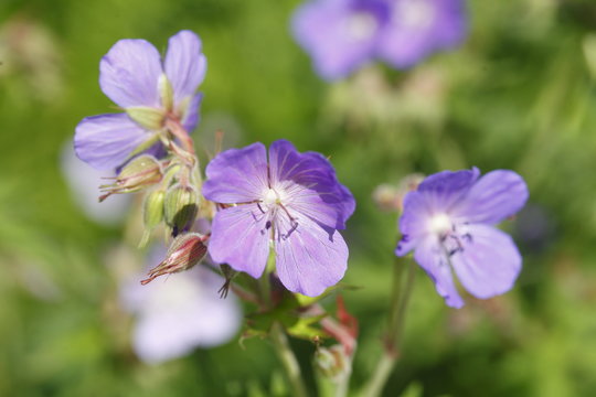 Blühende violet geranium wallichianum Blume