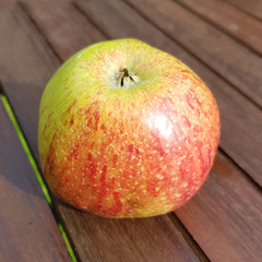 Martini, Apfel, Malus, domestica, Alte Apfelsorten