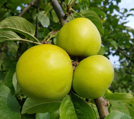 Seestermueher Zitronenapfel, Apfel, Malus, domestica