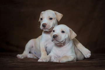 Puppies American pit bull Terrier laying on dark background in Studio