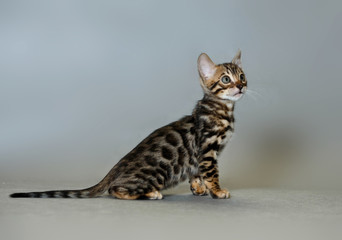 Tiger Bengal kitten in Studio