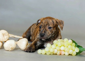 Little puppy American pit bull Terrier in Studio