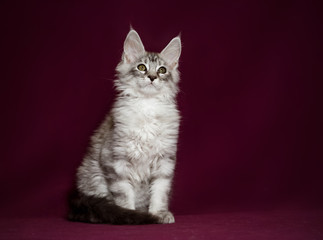 Maine Coon in Studio