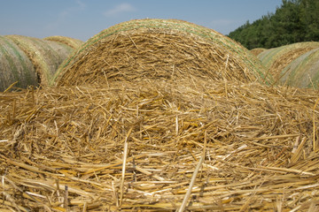Bales of wheat straw after harvesting. Abstract textured background for desing.