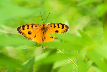 Top view of beautiful butterfly on green  leaf background.