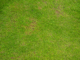 Fototapeta na wymiar texture of a green lawn for background