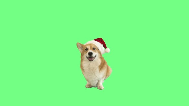 welsh corgi in santa claus hat on green screen