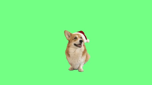 funny dog in santa claus hat on green screen