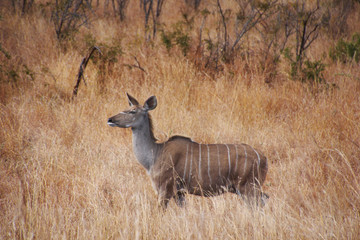 A Kudu Antelope in african savanna