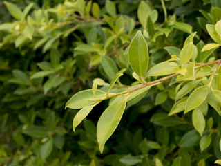 green leaf texture for background