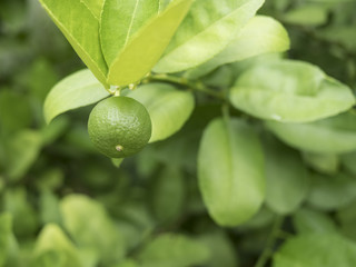 green lemon tree on soft focus