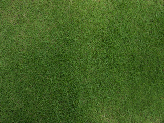 texture of a green lawn for background