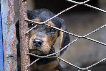 Sad dog in cage watching the world from the other side of the fence 