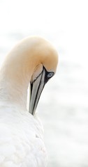 Basstölpel (Morus bassanus oder Sula bassana) putzt sich, Nahaufnahme, Portrait, Porträt,  Lummenfelsen der Insel Helgoland, Nordsee, Schleswig-Holstein, Deutschland, Europa 