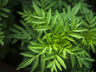 green leaf texture for background
