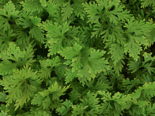 Fototapeta premium nature green leaves