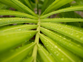 Fototapeta na wymiar Water drops on the green leaves