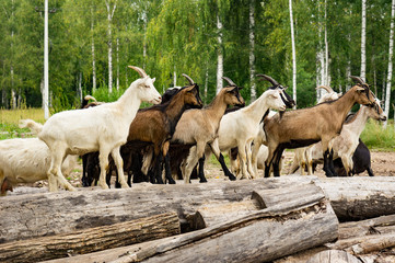 A herd of white and brown goats stands on logs