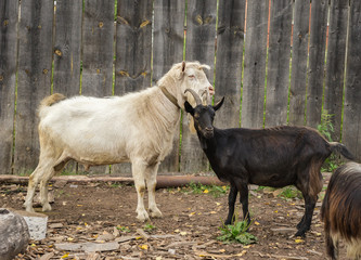 White male goat with a black female goat stand near a wooden fence