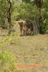 Fototapeta na wymiar Lioness protecting her Cub