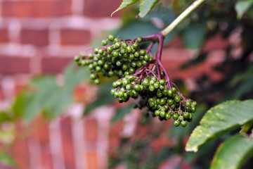 Elderberry in garden with brick wall background
