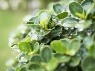 Water drops on the green leaves