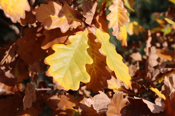 Fototapeta premium Feuilles de chênes en automne 