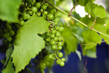 Grapes on the farm