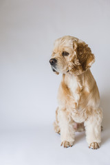 Adult american cocker spaniel breed in front of a white background.  Dog looks away