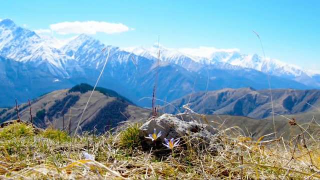 beautiful landscape of spring mountains with blue flowers crocus, Russia, Republic Ingushetia