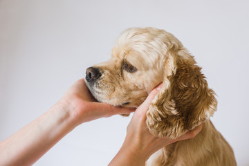 Adult american cocker spaniel breed in front of a white background. Female hands stroking the dog....