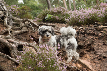 Fototapeta premium Dog in nature