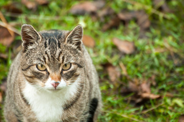 House cat outdoor portrait.
