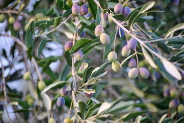 olive tree with black olives in autumn in italy